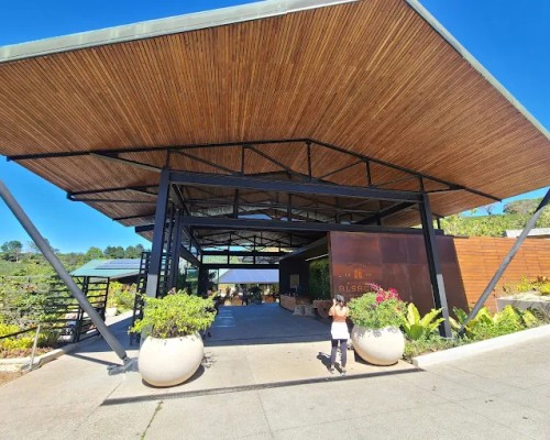 HaciendaAlsaciaStarbucksCoffeeFarm